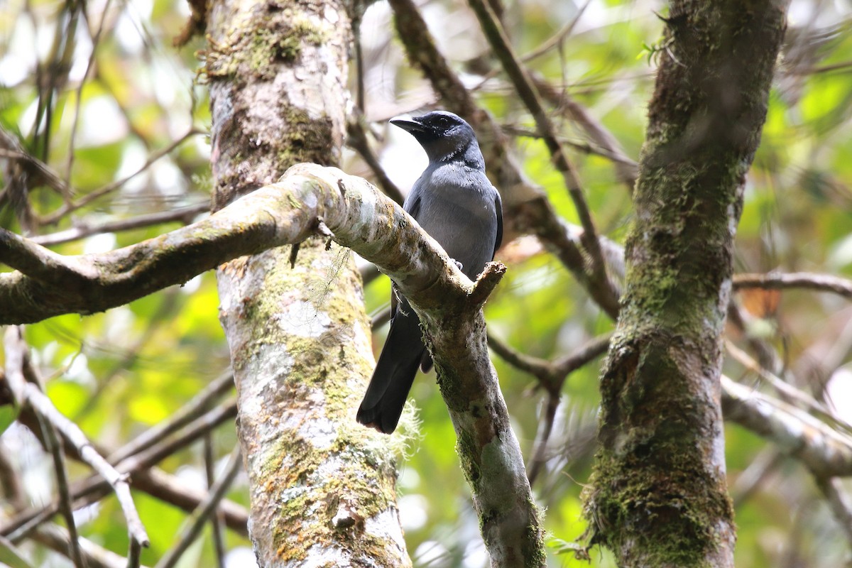 Sunda Cuckooshrike - ML620294567