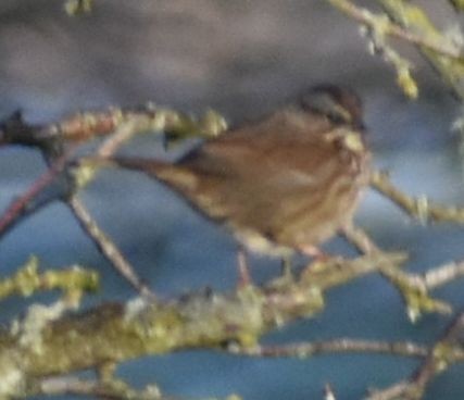 Song Sparrow - ML620294572