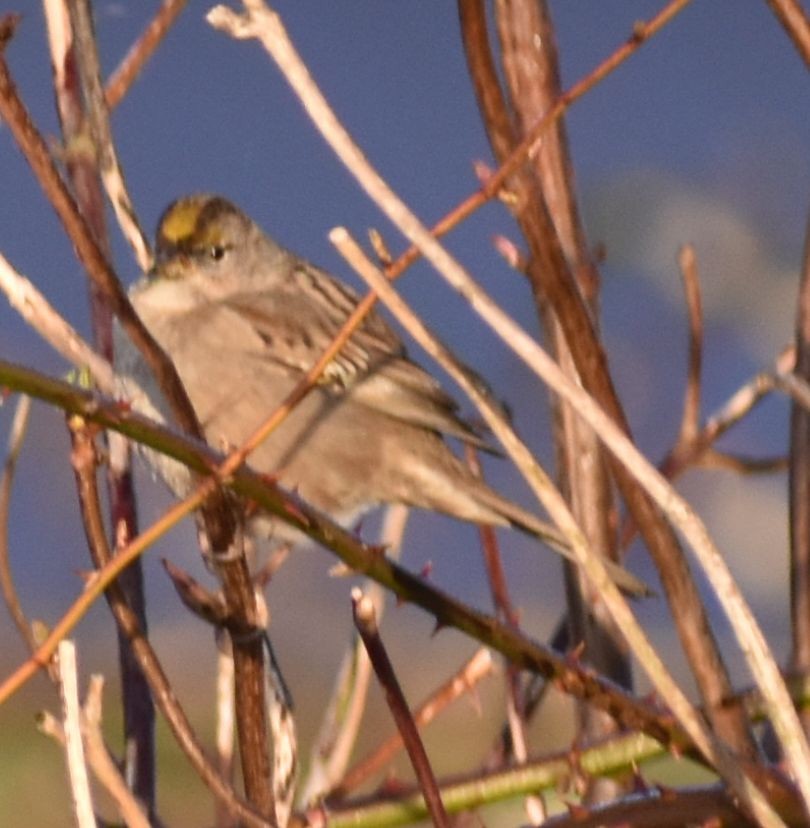 Golden-crowned Sparrow - ML620294573