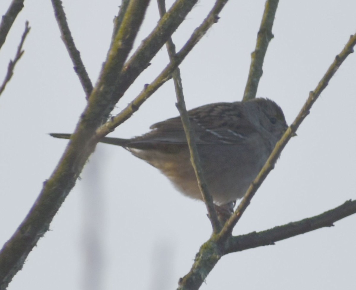 Golden-crowned Sparrow - ML620294576