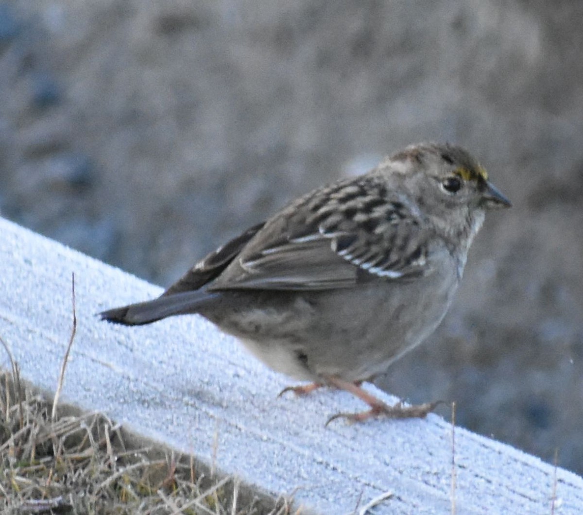 Golden-crowned Sparrow - ML620294577