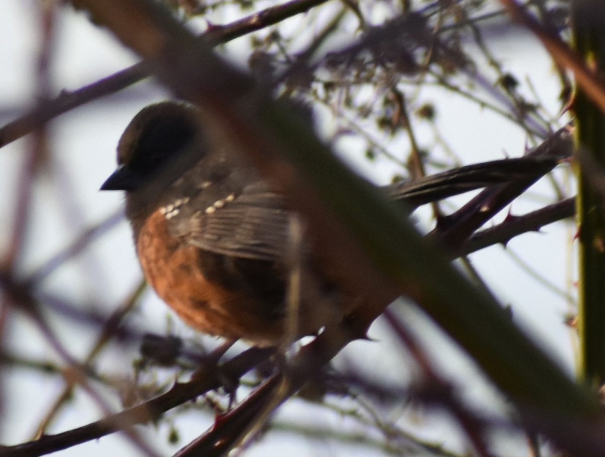 Spotted Towhee - ML620294578
