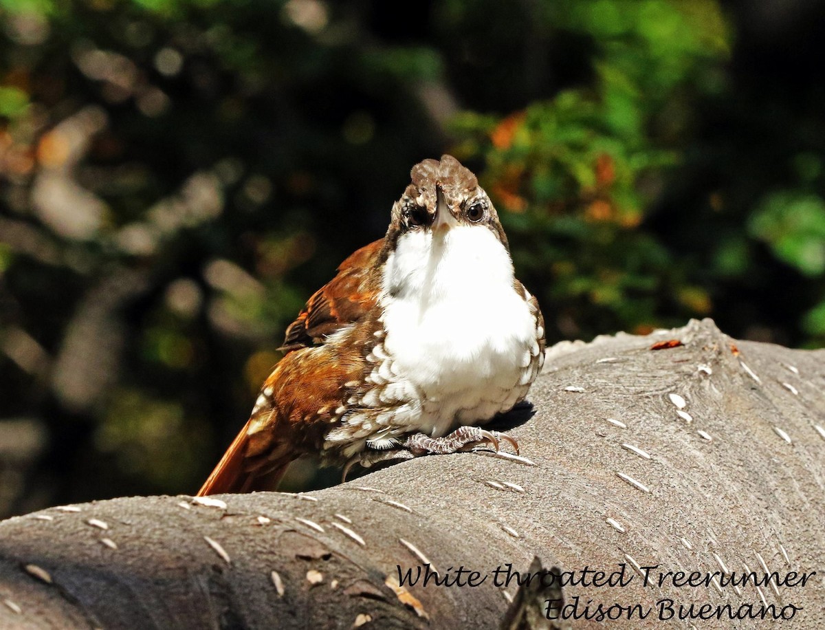 White-throated Treerunner - ML620294581