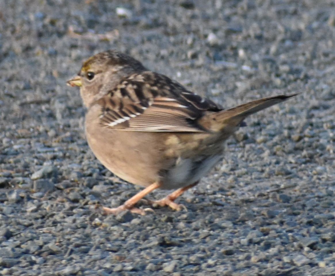 Golden-crowned Sparrow - ML620294584