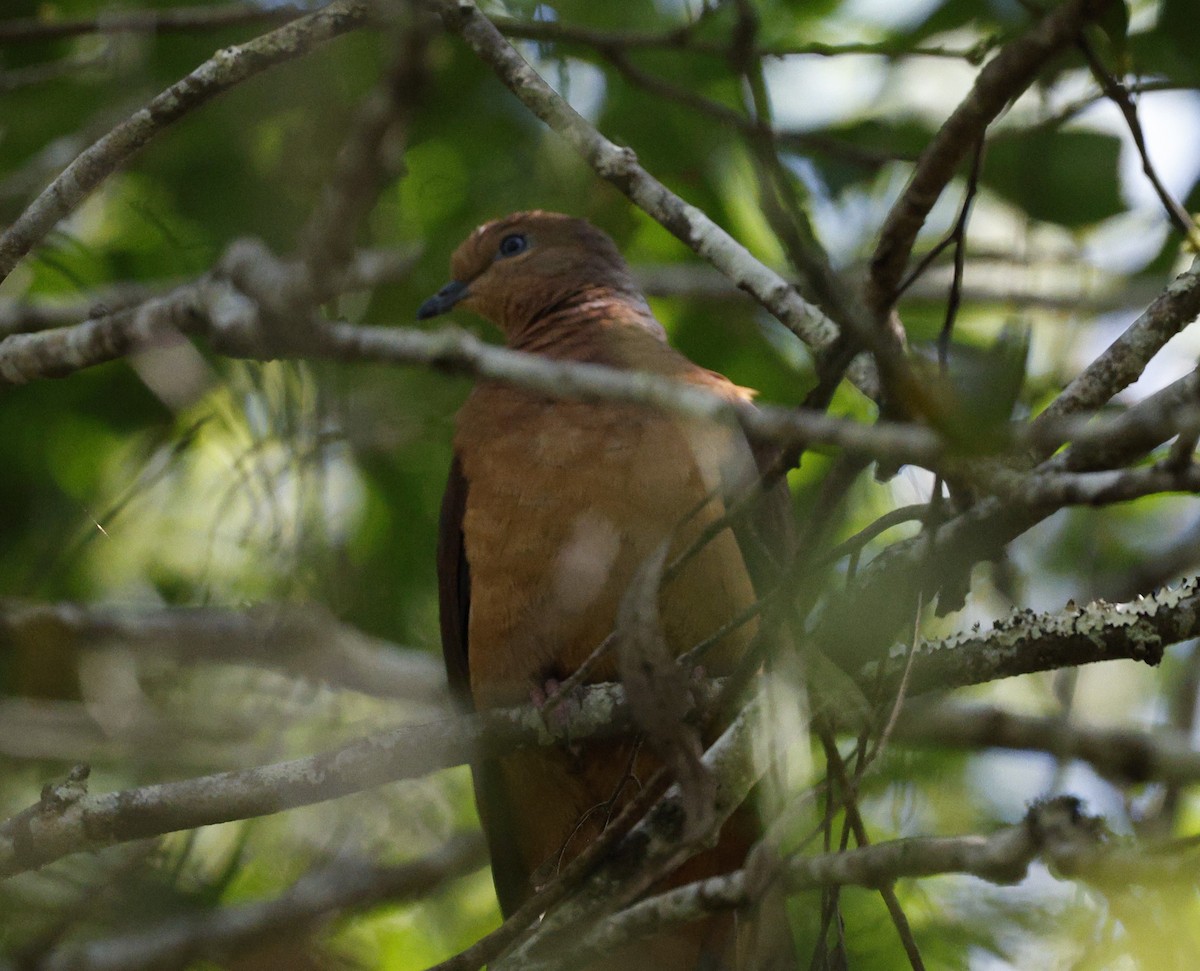 Brown Cuckoo-Dove - ML620294585