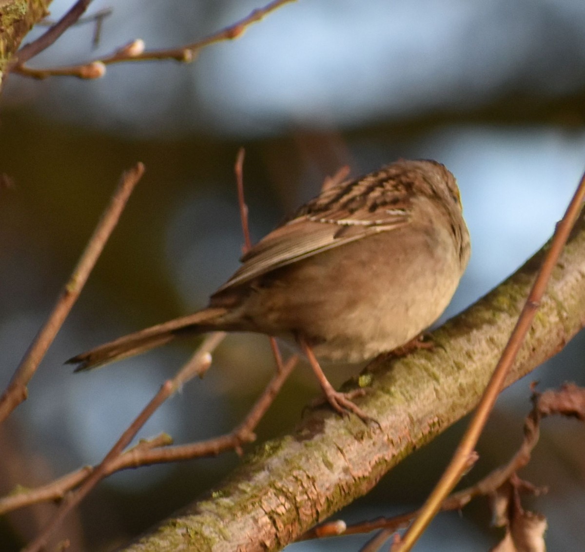 Golden-crowned Sparrow - ML620294588