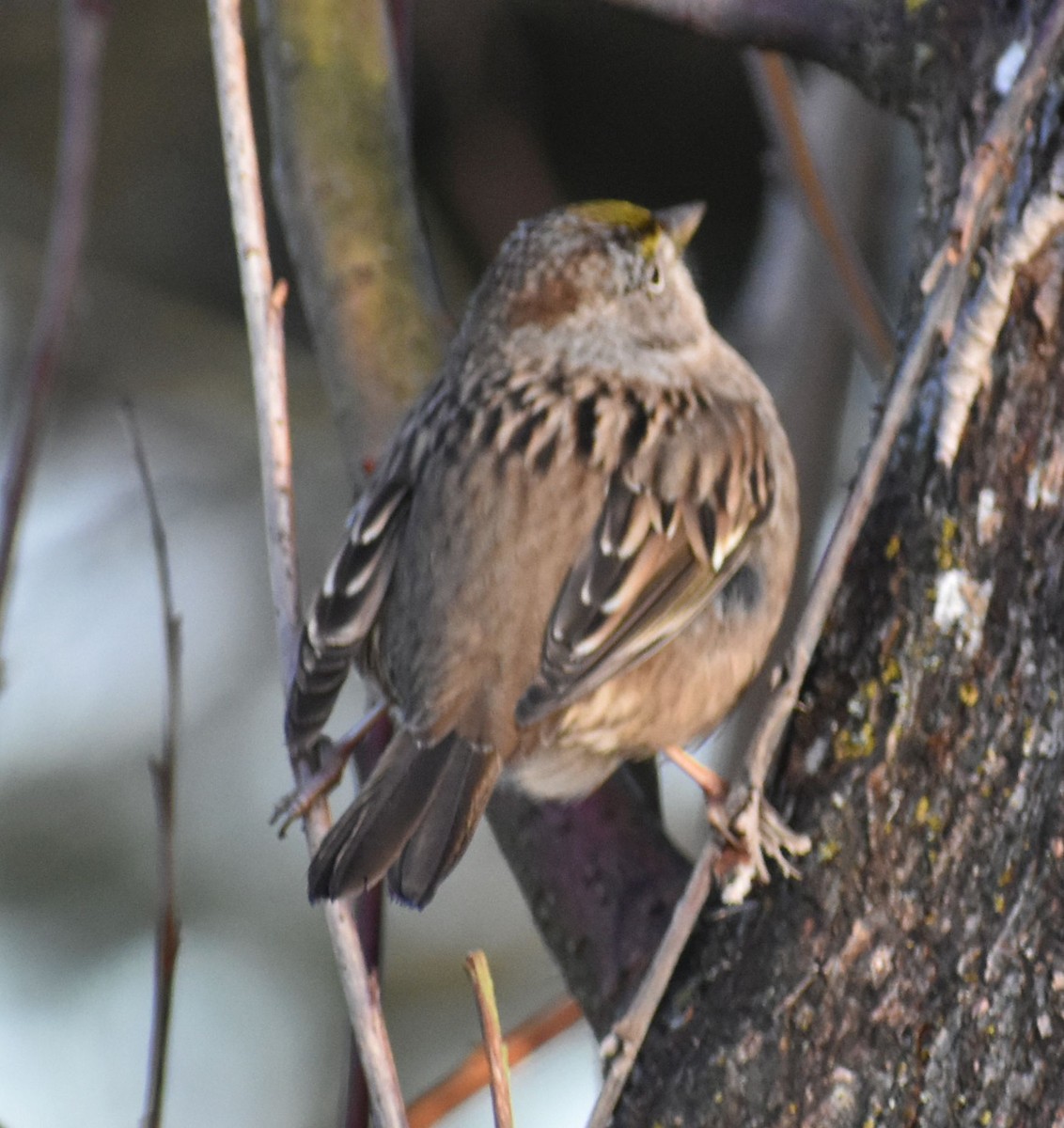 Golden-crowned Sparrow - ML620294589