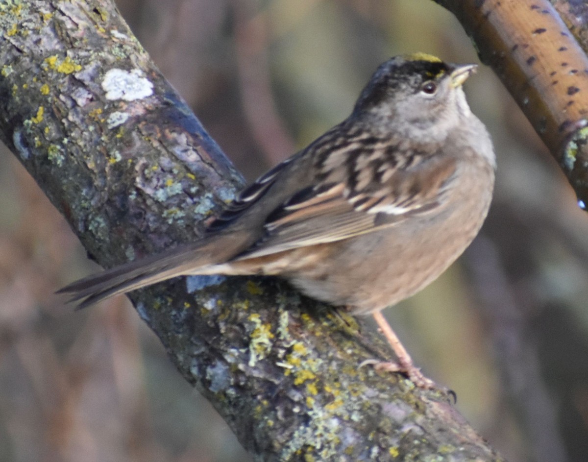 Golden-crowned Sparrow - ML620294590