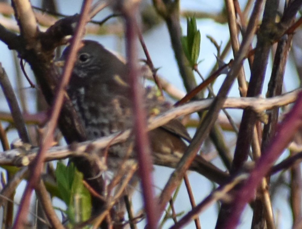 Fox Sparrow - ML620294591