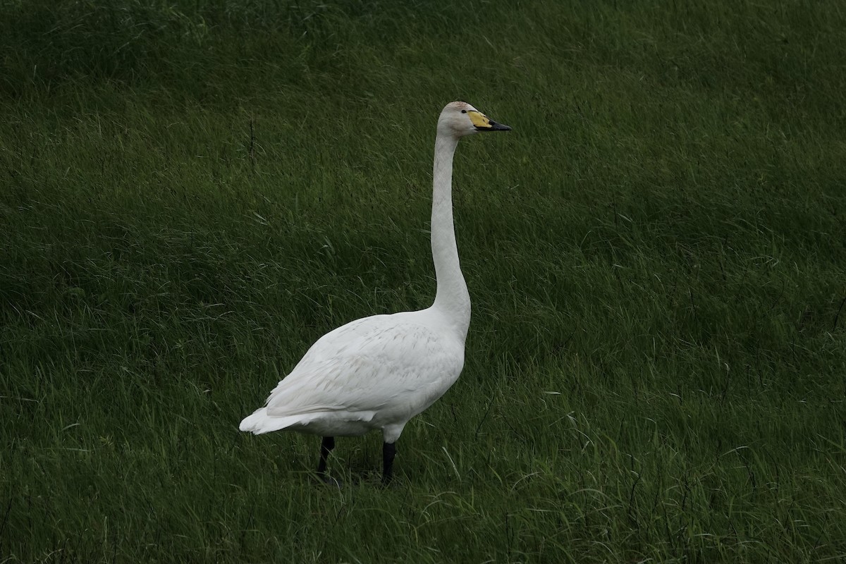 Whooper Swan - ML620294592