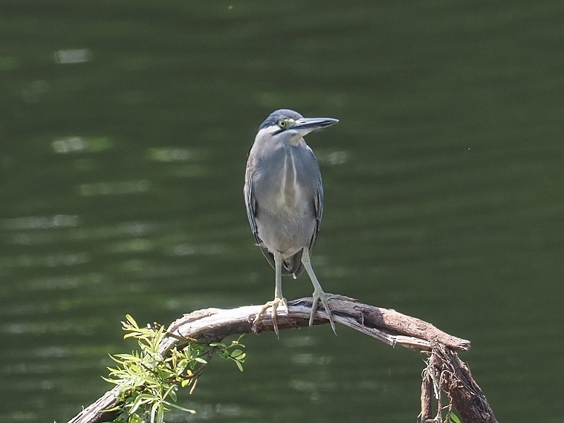 Striated Heron - ML620294593