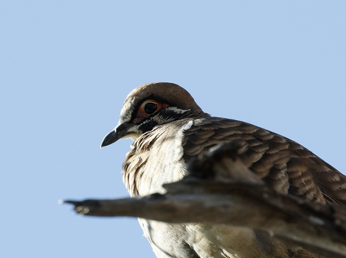 Squatter Pigeon - ML620294597