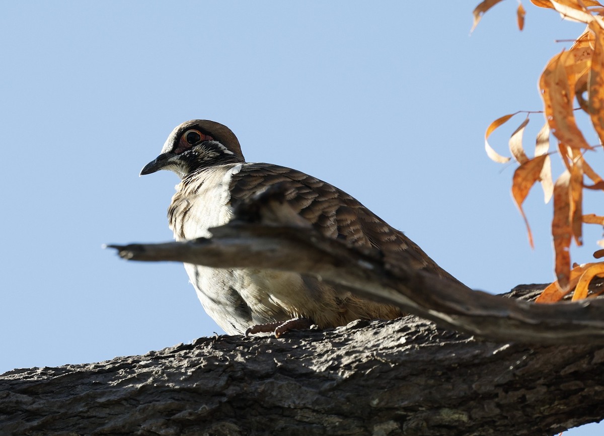 Squatter Pigeon - ML620294598