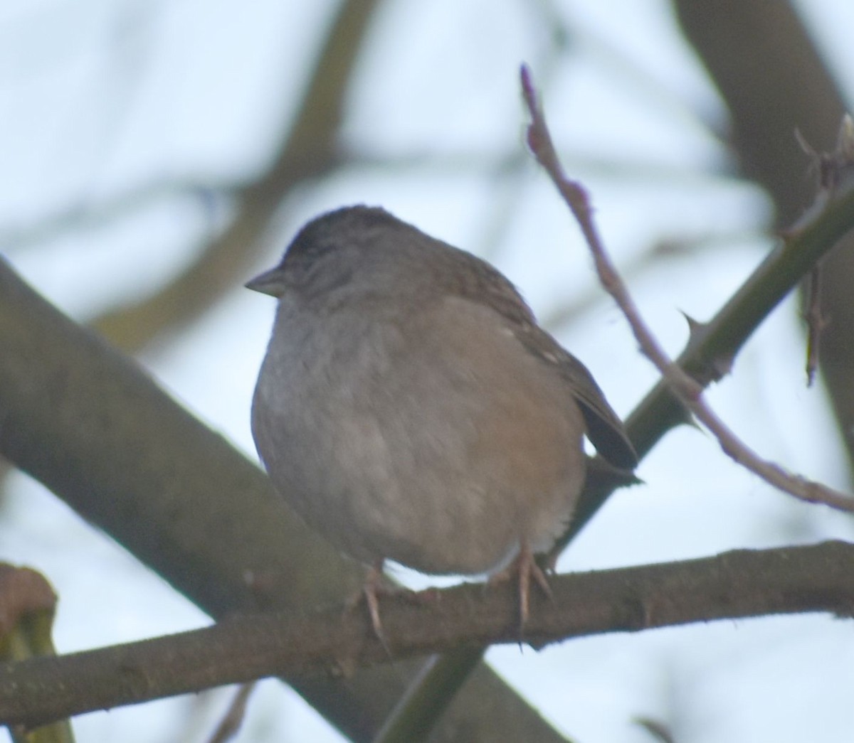 Golden-crowned Sparrow - ML620294603