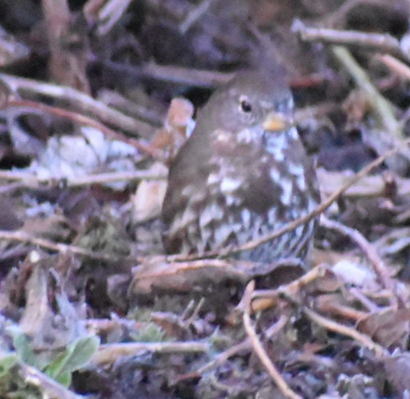 Fox Sparrow - ML620294604