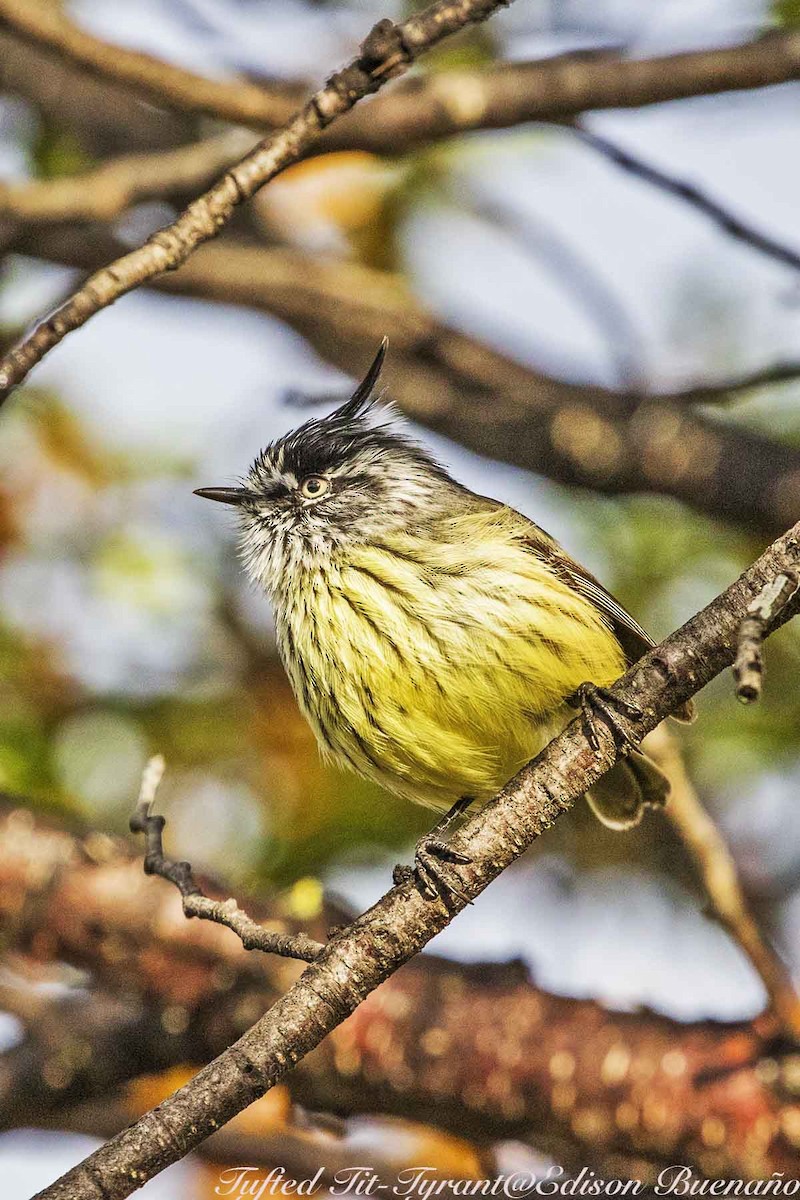 Tufted Tit-Tyrant - ML620294606