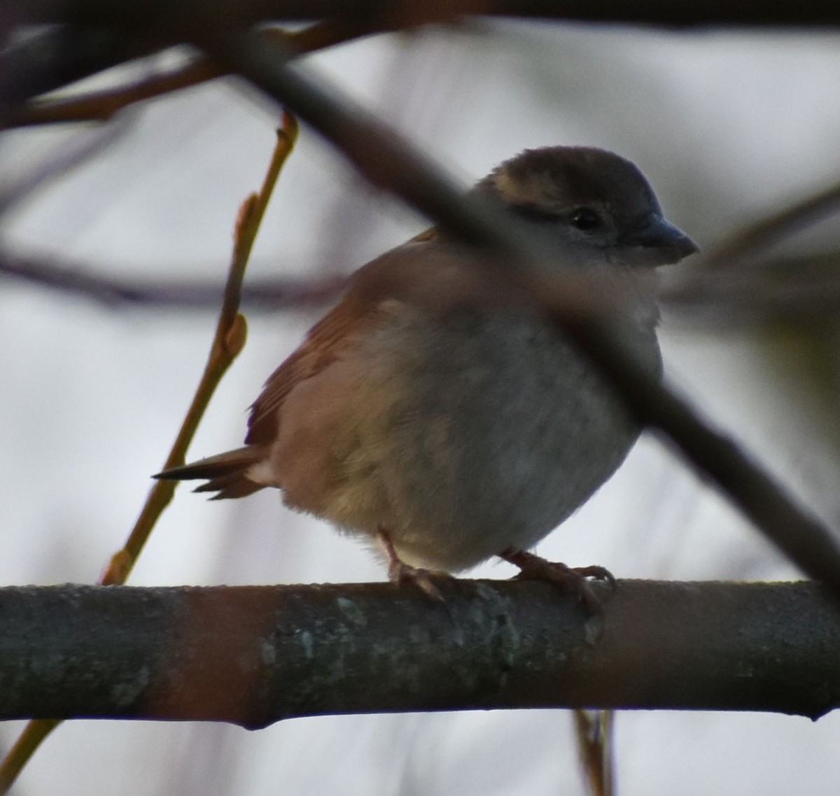 House Sparrow - ML620294607