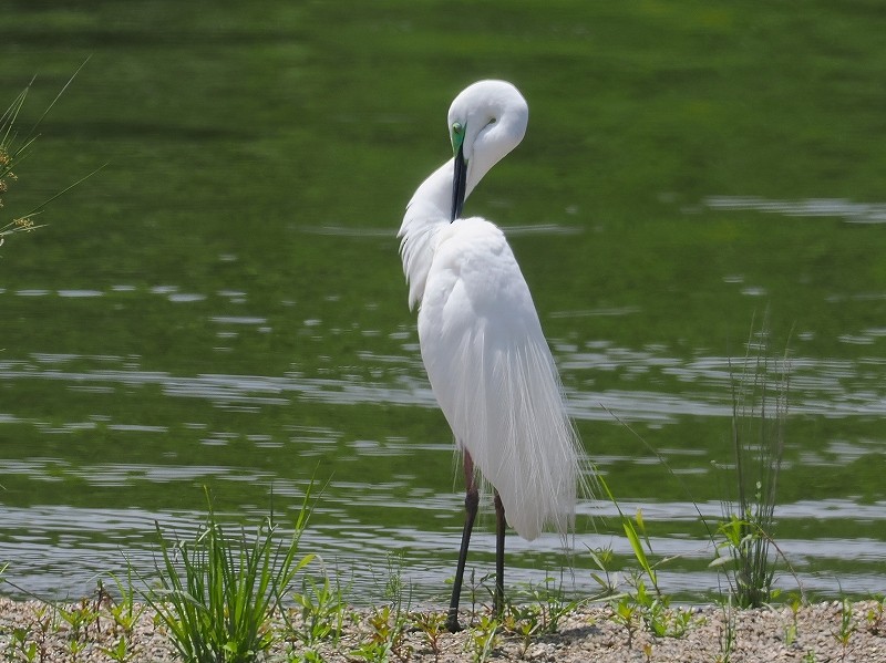 Great Egret - ML620294612