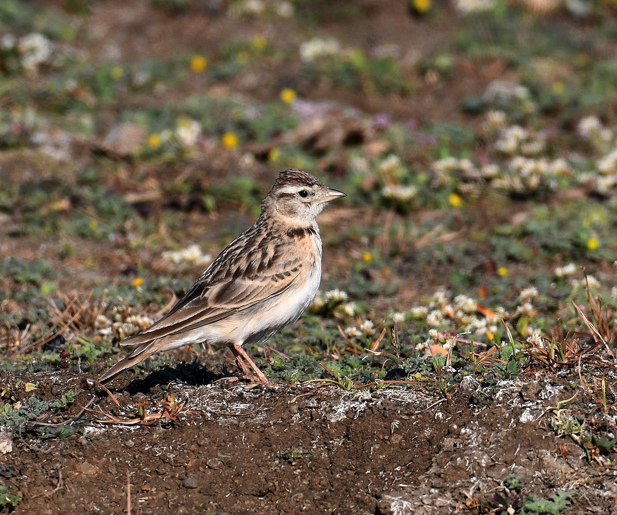 Mongolian Short-toed Lark - ML620294613