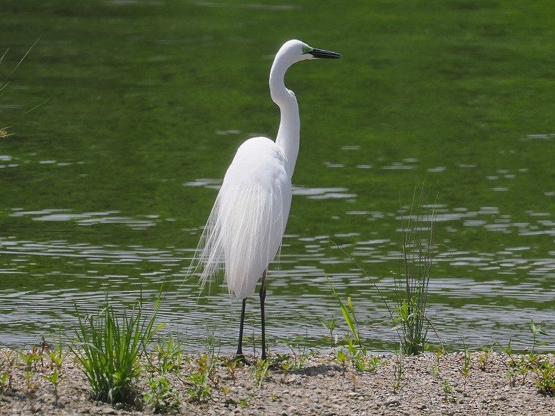 Great Egret - ML620294616