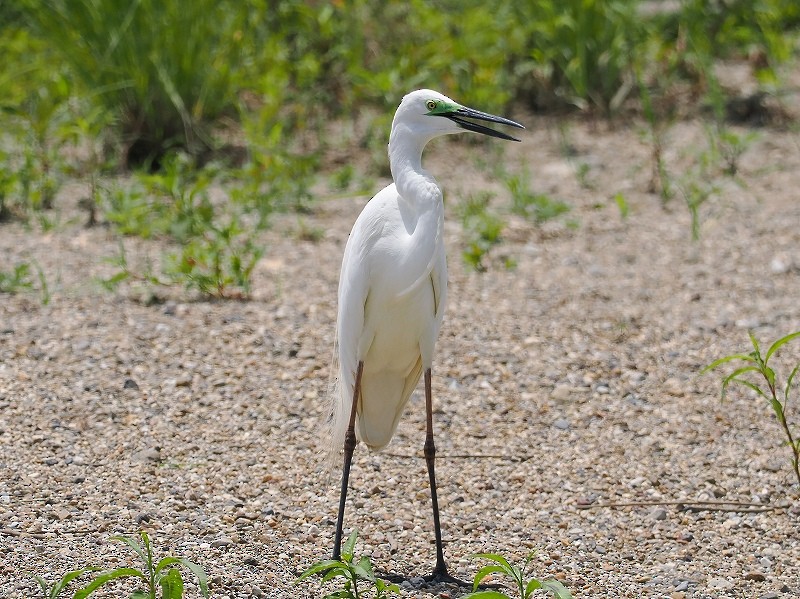 Great Egret - ML620294617