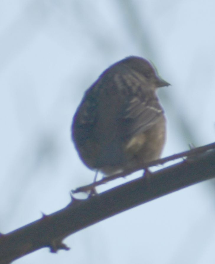 Golden-crowned Sparrow - ML620294618