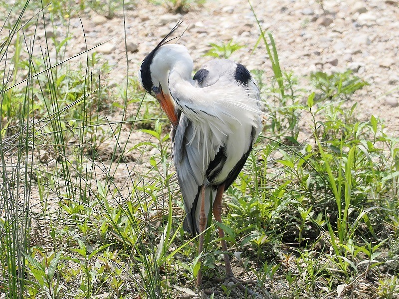 Gray Heron - ML620294622