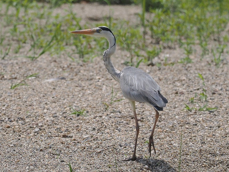 Gray Heron - ML620294623