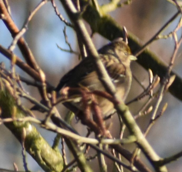 Golden-crowned Sparrow - ML620294625