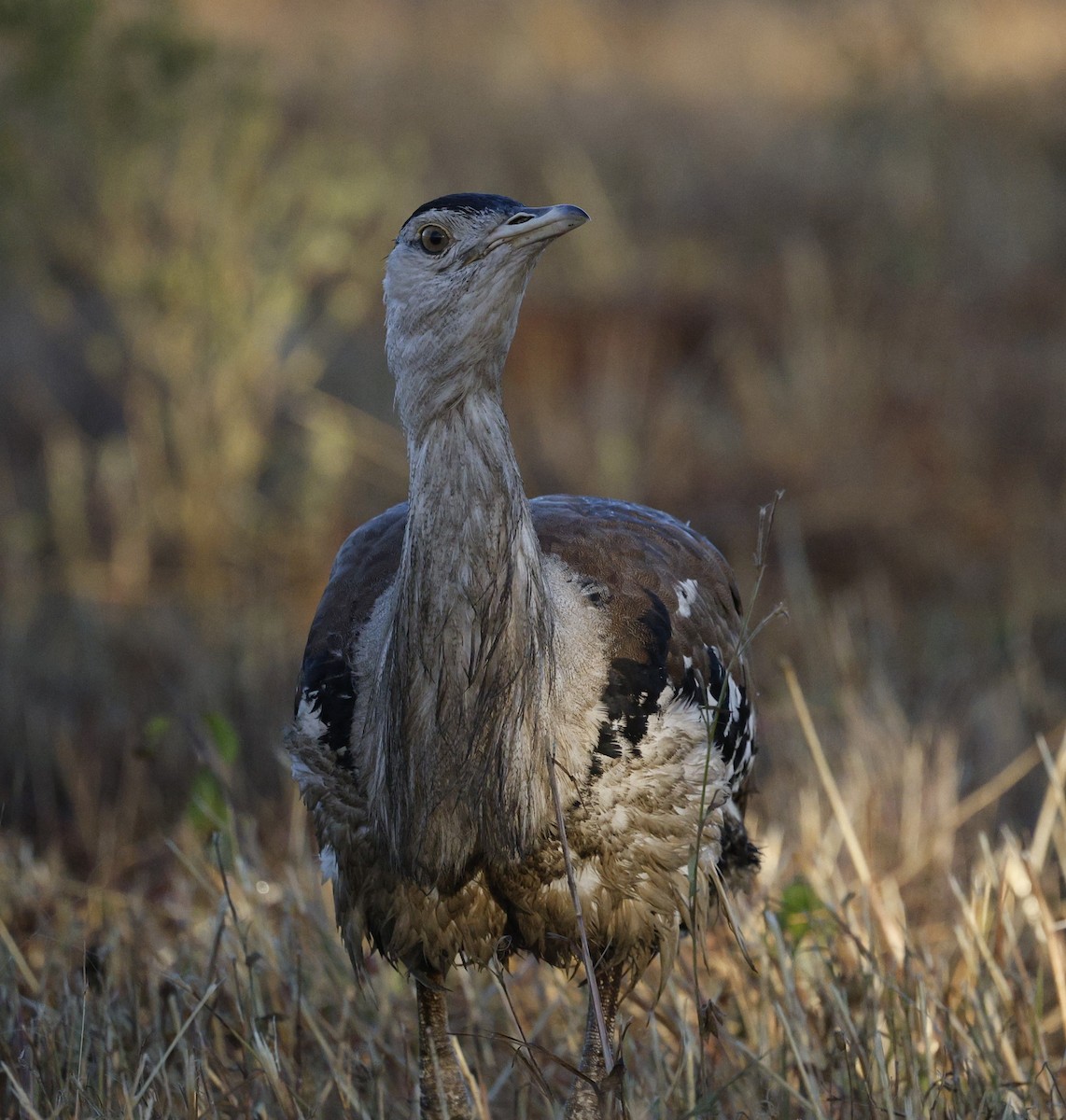 Australian Bustard - ML620294629