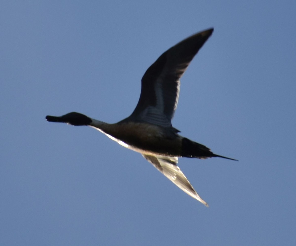 Northern Pintail - ML620294634