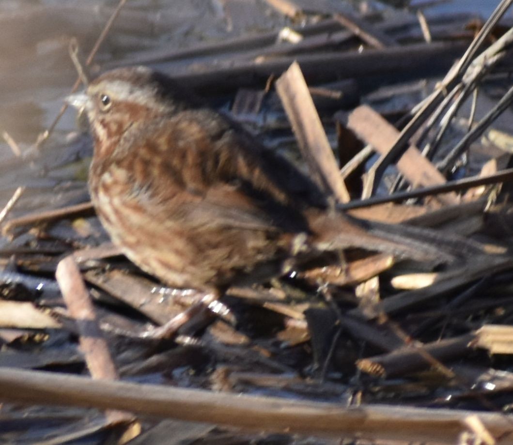 Song Sparrow - ML620294638