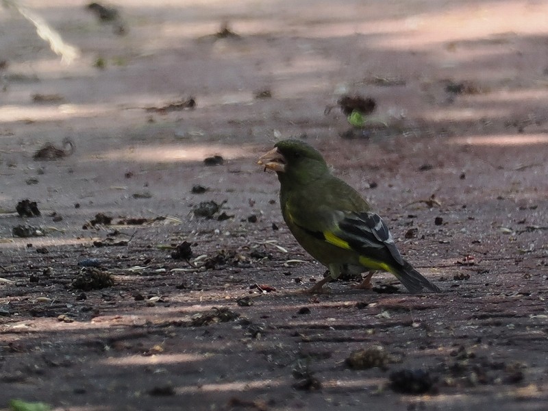 Oriental Greenfinch - ML620294642