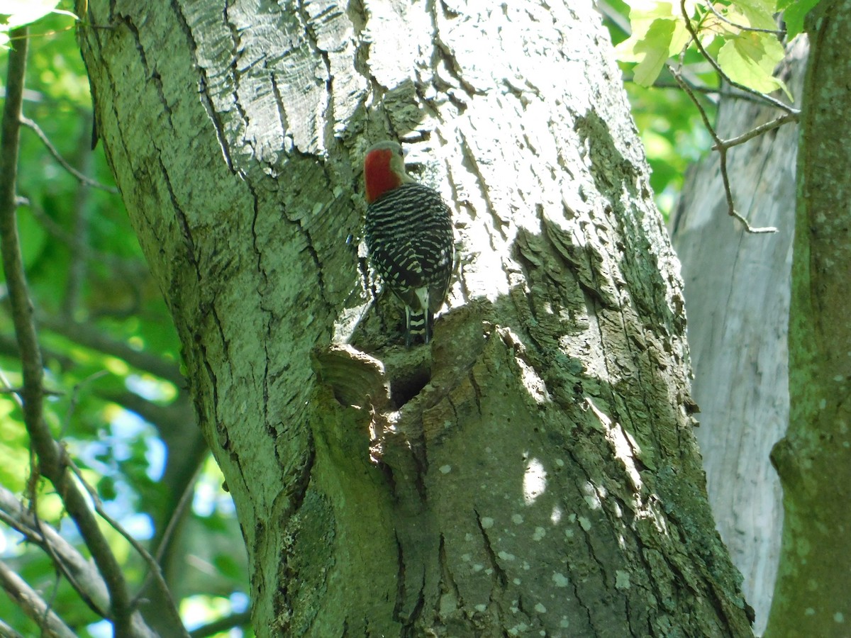 Red-bellied Woodpecker - ML620294643