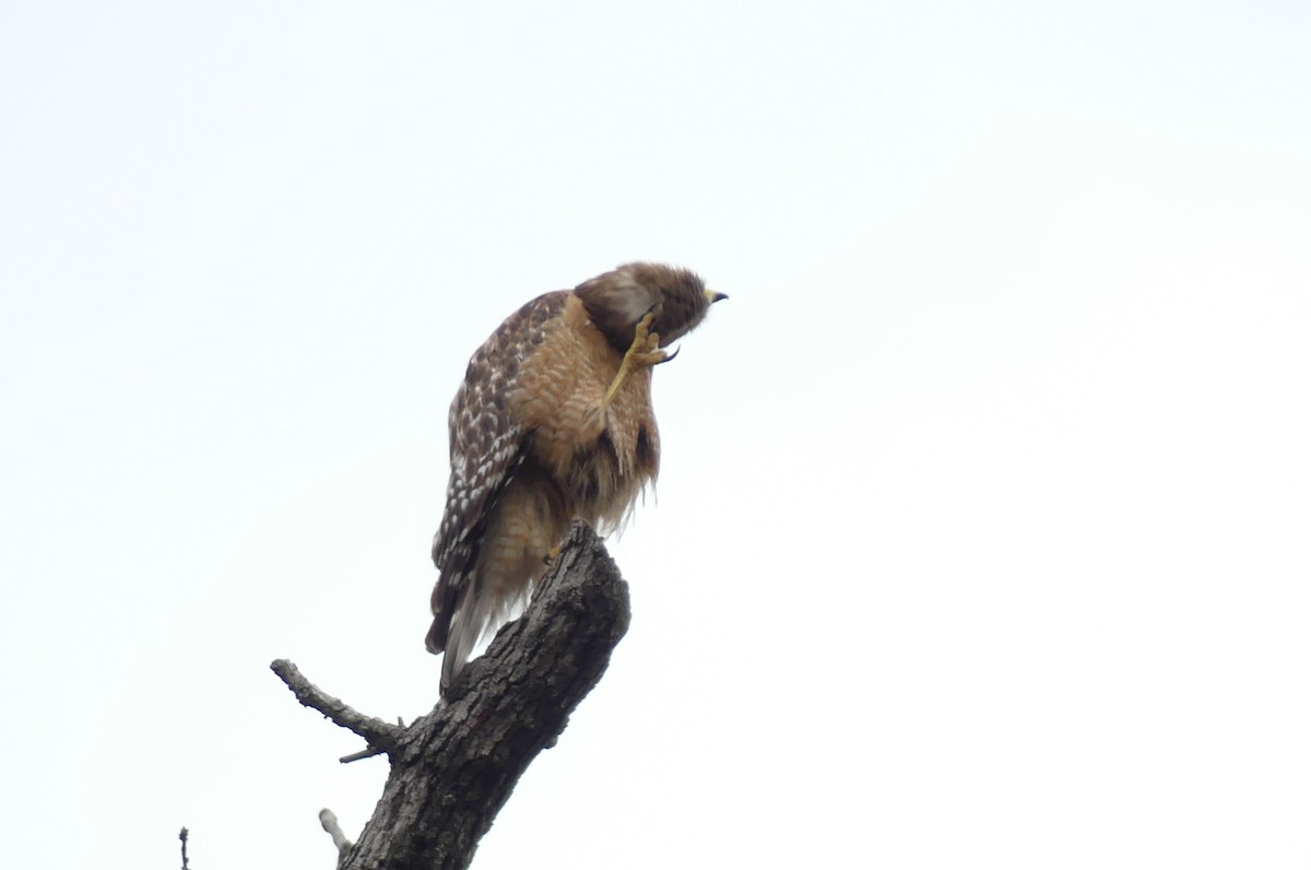 Red-shouldered Hawk - ML620294656