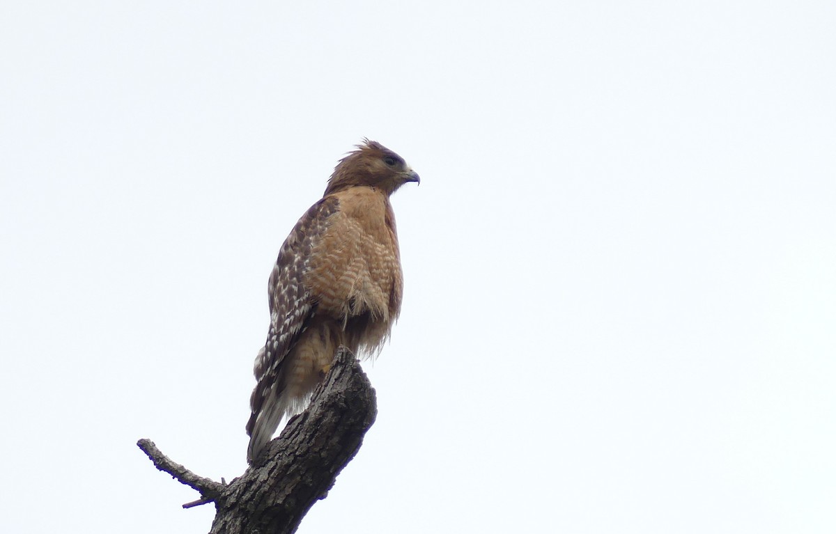 Red-shouldered Hawk - ML620294667