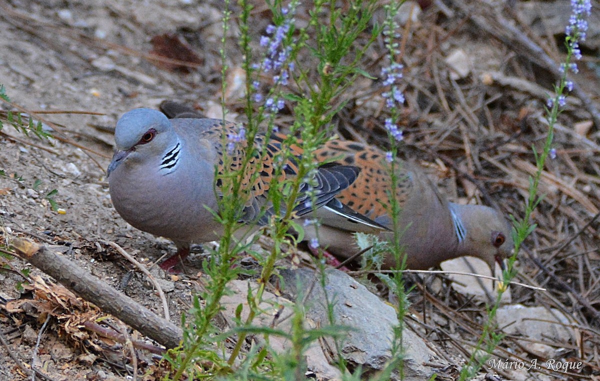 European Turtle-Dove - ML620294681