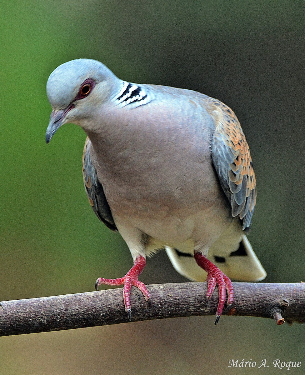 European Turtle-Dove - Mário Roque