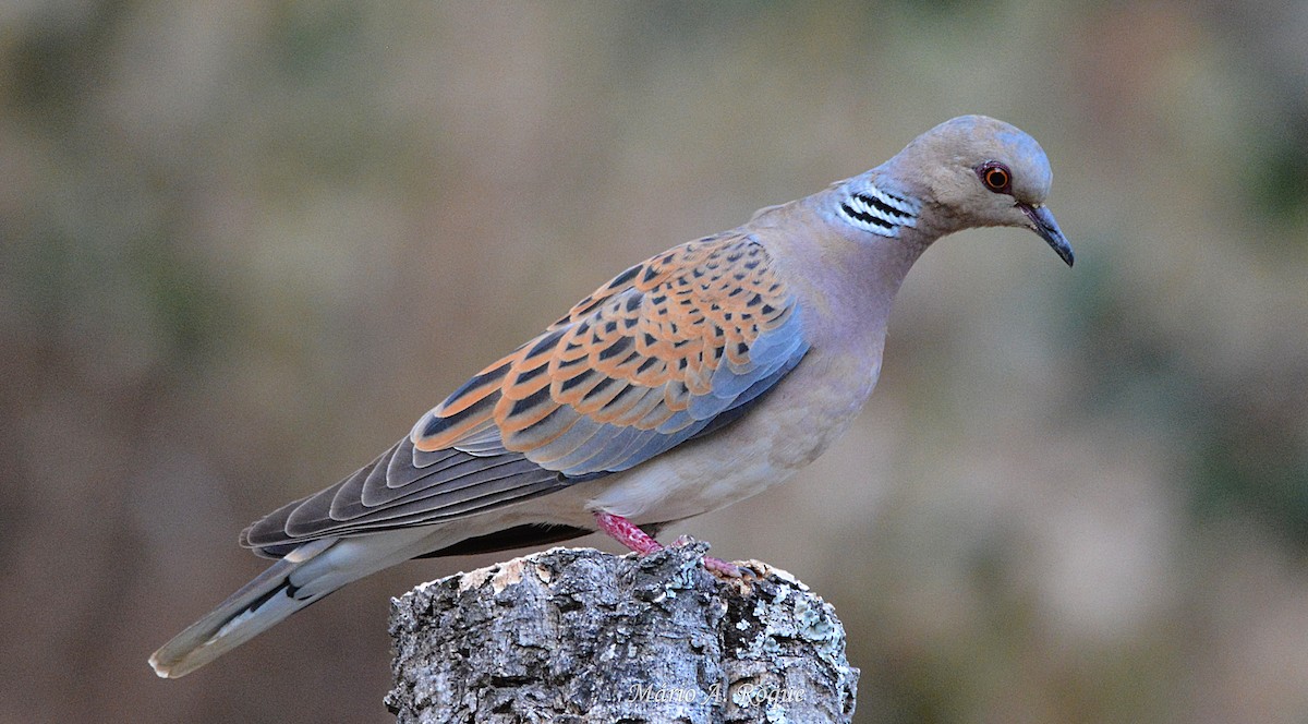 European Turtle-Dove - ML620294683