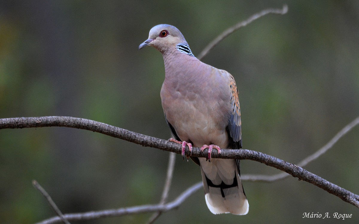 European Turtle-Dove - ML620294684