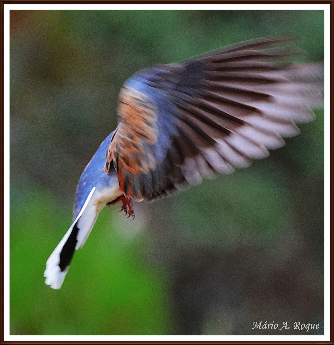 European Turtle-Dove - Mário Roque