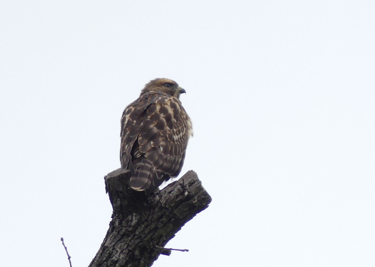 Red-shouldered Hawk - ML620294690