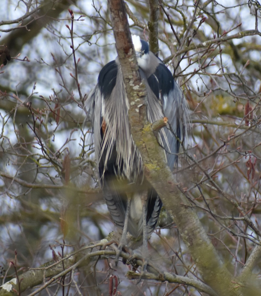 Great Blue Heron - ML620294699