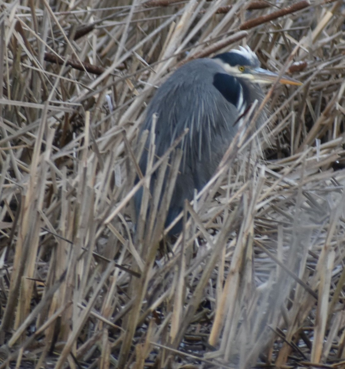 Great Blue Heron - ML620294702