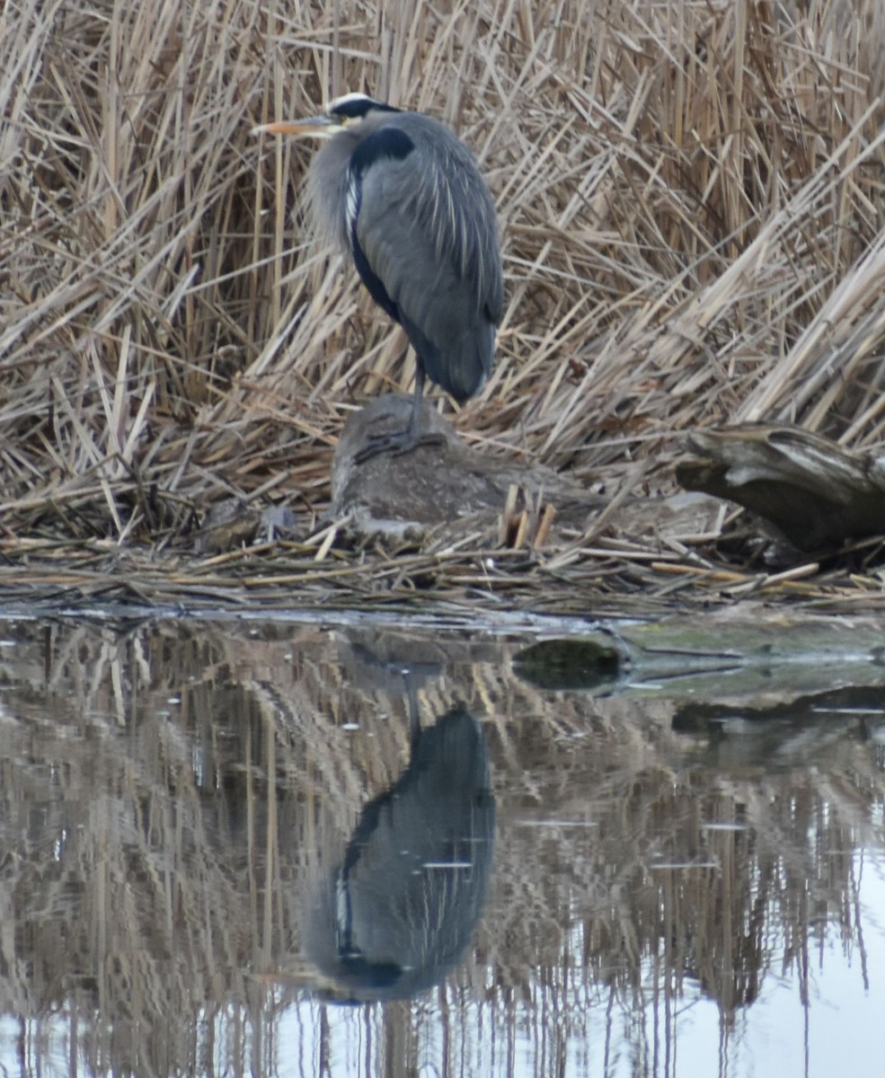 Garza Azulada - ML620294703