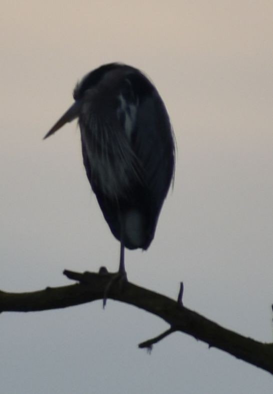 Great Blue Heron - ML620294705