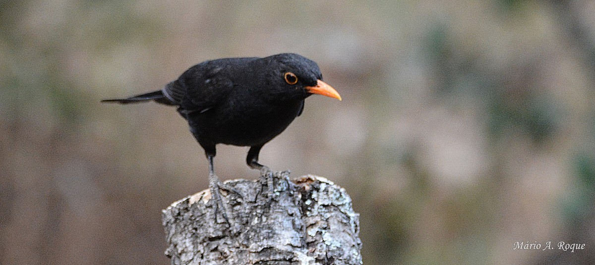 Eurasian Blackbird - ML620294709