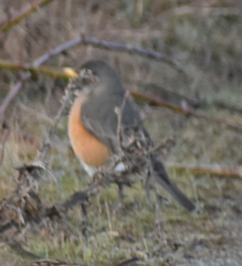 American Robin - ML620294717