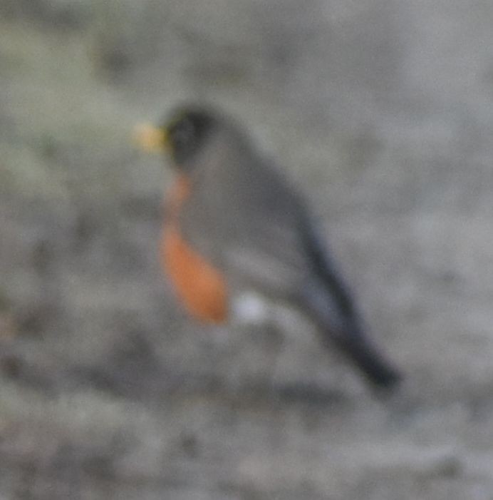 American Robin - ML620294718