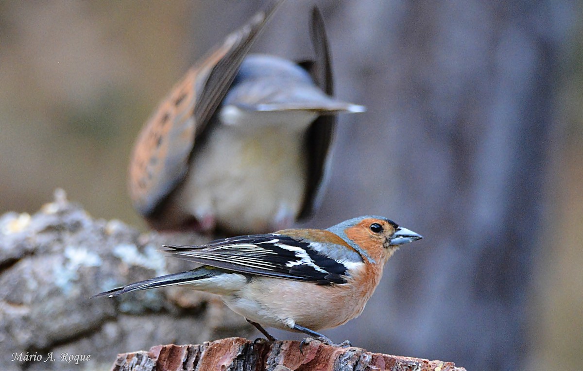 Common Chaffinch - ML620294724